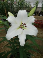 [5649 VH79 No02.JPG]